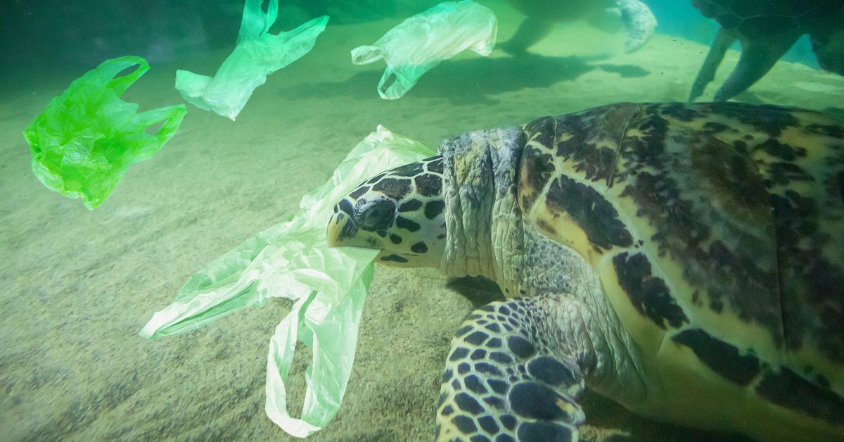 海に捨てられたごみ袋を間違って食べてしまうウミガメの画像